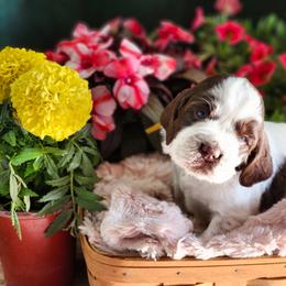 Butterfinger - Liver white and tan male English Springer Spaniel puppy in Westover, Maryland from Sterling's springer Haven