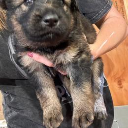 Girl 5 - female German Shepherd puppy in Laurens, New York from Vom Chivalry Haus German Shepherds