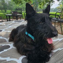 Punkin Pie - Scottish Terrier
