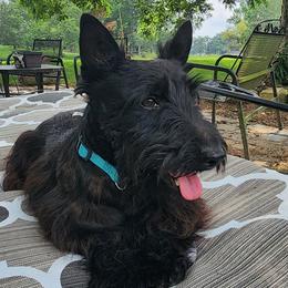 Punkin Pie - Scottish Terrier