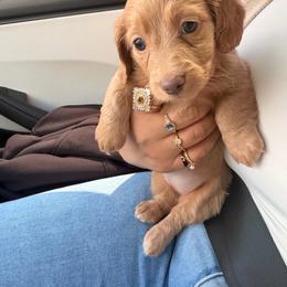 Pink - Cream female Dachshund puppy in Plantation, Florida from Lovelaced Pups