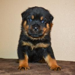Boy 1 - Black and mahogany male Rottweiler puppy in Ethel, Washington from Titanenheim Rottweilers