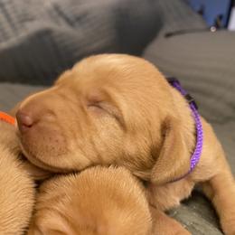 Girl 2 - Golden rust female Vizsla puppy in Riverview, Indiana from Kismet Vizslas