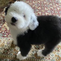 Old English Sheepdog puppies from Amble Creek Old English Sheepdogs