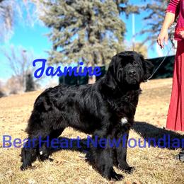 Jasmine - Newfoundland
