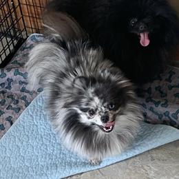 Gemma - Blue merle female Pomeranian puppy in Memphis, Michigan from Magix'z Pomeranians