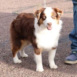 Alice  - Miniature American Shepherd