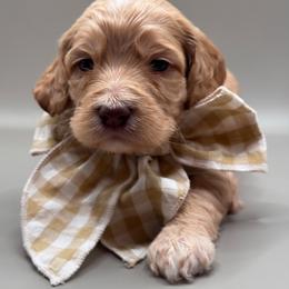Jasper - Buff male Cockapoo puppy in Claremont, North Carolina from Magnolia Grove Farms
