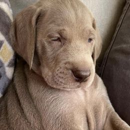 Weimaraner Puppies from Magic Weimaraners