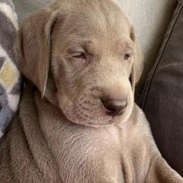 Weimaraner Puppies from Magic Weimaraners