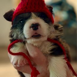 Red - Black and tan male Pembroke Welsh Corgi puppy in Wheatland, California from Emerald Corgis
