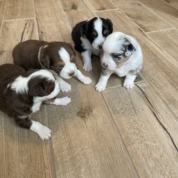 "A previous litter " Miniature Australian Shepherd Puppies from Tashaschmidt24@gmail.com