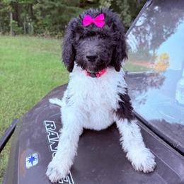 Maple - Parti female Goldendoodle puppy in Jasper, Georgia from Harrington Doodles & Poodles