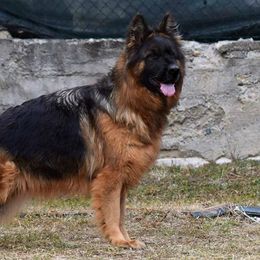 Leila - German Shepherd