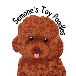 Poodles from Semone’s Poodles