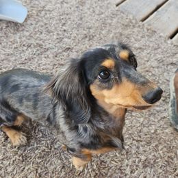 Milla - Dachshund