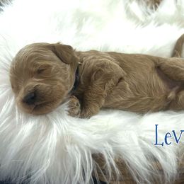 Levi - Apricot male Goldendoodle puppy in Jonesboro, Arkansas from Honeysuckle Creek Goldendoodles