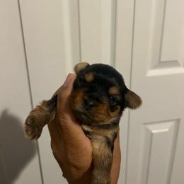 Female 3 - Black and tan female Yorkshire Terrier puppy in Kissimmee, Florida from Bebe AKC Puppies