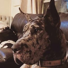 Great Danes from Your Cuddly Companions