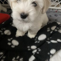 Coton de Tulear Puppies from Catawba Cotons