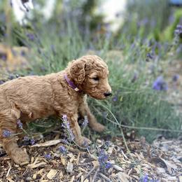 "Summer 2021 Litter" Goldendoodle Puppies from Emerald Hill Acres