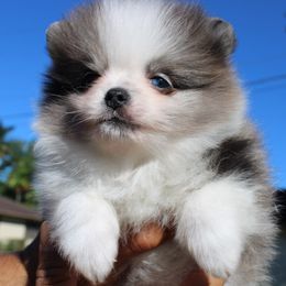 Dash - Pomeranian puppy from Tiara house of poms
