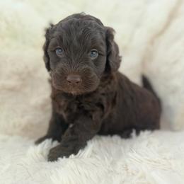 Mowgli - male Australian Mountain Doodle puppy in Fullerton, California from Emerald Creek Doodles