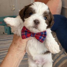 Chett - Chocolate male Shih Tzu puppy in Tallahassee, Florida from Bows and Bow Ties