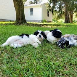"Jack Layla Toby Maverick in the back" Shihpoo Puppies from Perfect Companion Puppies