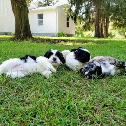 "Jack Layla Toby Maverick in the back" Shihpoo Puppies from Perfect Companion Puppies