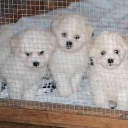 Bichon Frise puppies from Bichons of Boerne
