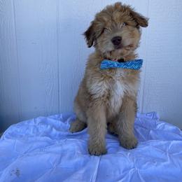 Aussiedoodle and Goldendoodle Puppies from Utah Faith Doodles