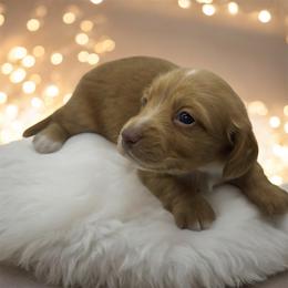 AKC Red female - Red female Dachshund puppy in Glen St Mary, Florida from Little Pawz, LLC