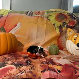 Toast - Black and tan male Pembroke Welsh Corgi puppy in Saint George, South Carolina from Carolina cotton candy corgis