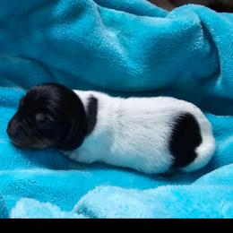 Black and tan piebald - Piebald male Dachshund puppy in Herald, California from Bluegum Dachshunds