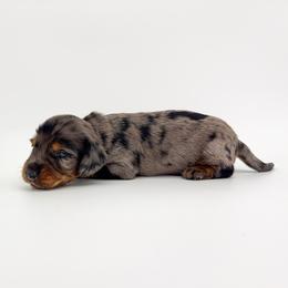 Ash - Dapple male Dachshund puppy in Waddell, Arizona from Neu Doxies