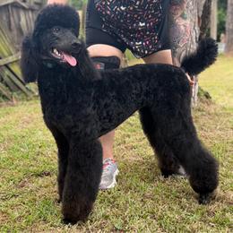 Runa - Phantom female Poodle puppy in La Belle, Florida from Shieldwall Kennels