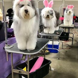 Old English Sheepdogs from Pettibone Old English Sheepdogs