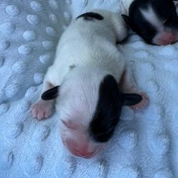 Papillon puppies from Mishmo's Shibas and Papillons