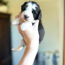 Be Mine - female Australian Mountain Doodle puppy in Iowa from Burkhart Family Puppies