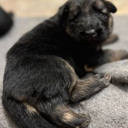 German Shepherds from Little Farm Homestead