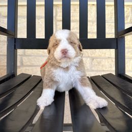 PARKER - Red male Bernedoodle puppy in Corpus Christi, Texas from The Henke Doodles