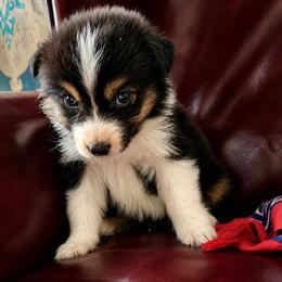Piplup docked tail - Black tri-color female Australian Shepherd puppy in Chaplin, Connecticut from Mystic Moon