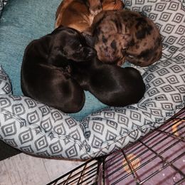 Dachshund Puppies from Blue Mist Dachshunds