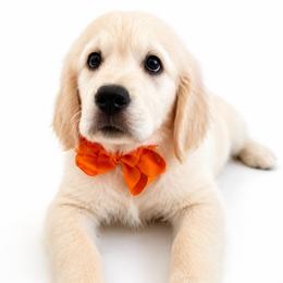 Jasper - Light golden male Golden Retriever puppy in Chicago, Illinois from Urbane Retrievers