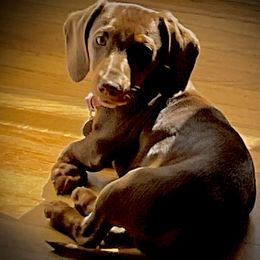 Ted - Dachshund