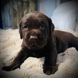 Minnow - Chocolate male Labrador Retriever puppy in Penn Valley, California from High Quality Labrador Retrievers and French Bulldogs