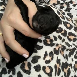 Goldendoodle Puppies from Not Just "Golden" Doodles