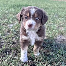 Oak - male Toy Australian Shepherd puppy in Bly, Oregon from Apacheblus Toy Aussies
