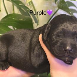 1st pick black female - Black female Labrador Retriever puppy in Stafford Township, New Jersey from SommerLabs